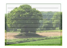 Foto-Schmuckblatt-Bäume-10.pdf
